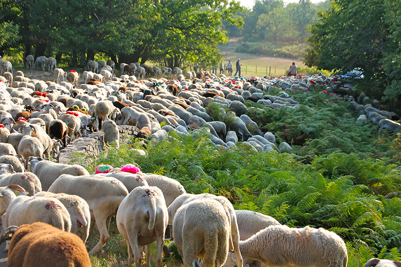 Lire la suite à propos de l’article La transhumance à l&rsquo;Espérou